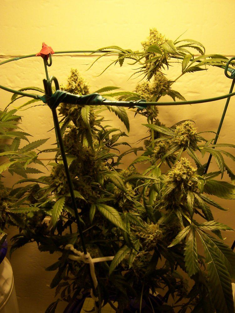 Super Lemon Haze 3 11