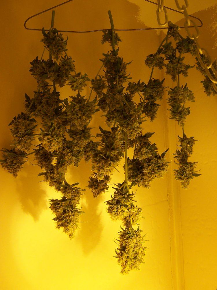 Super Lemon Haze 3 hung 1