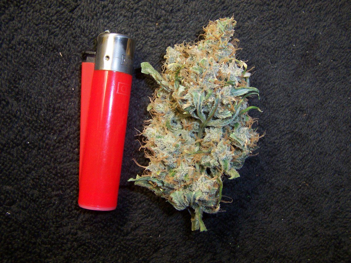 Super Lemon Haze 3