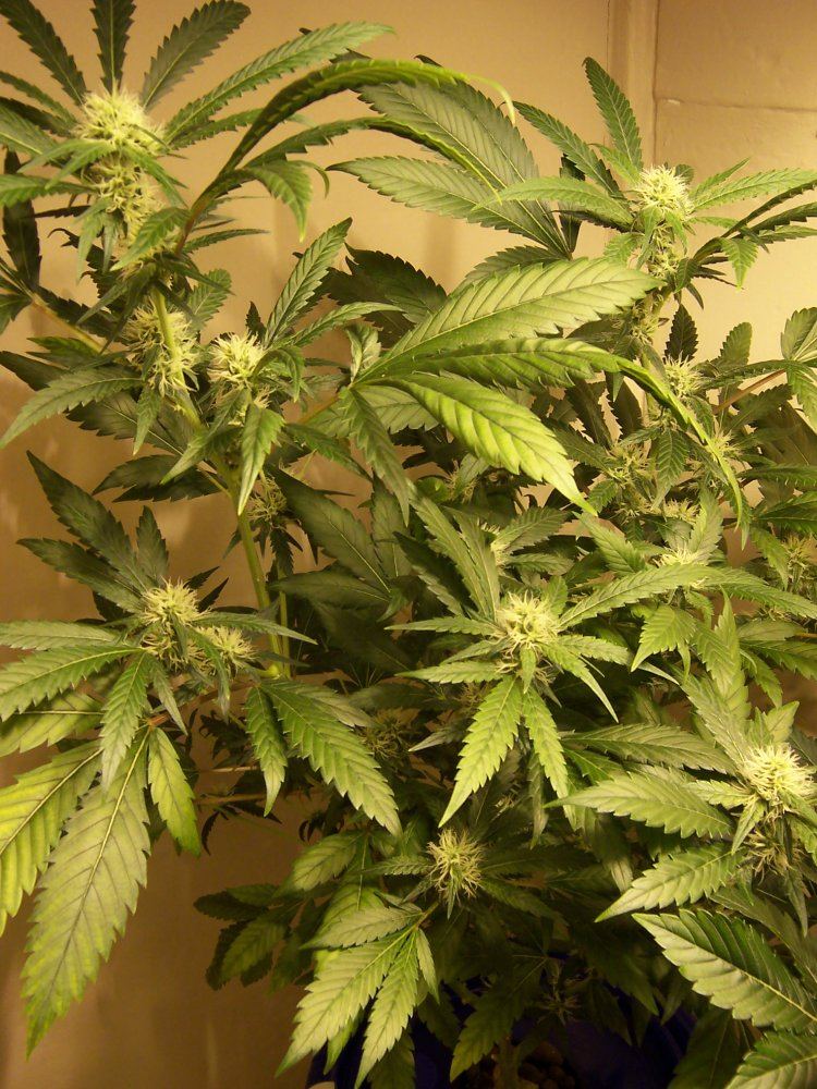 Super Lemon Haze 3g