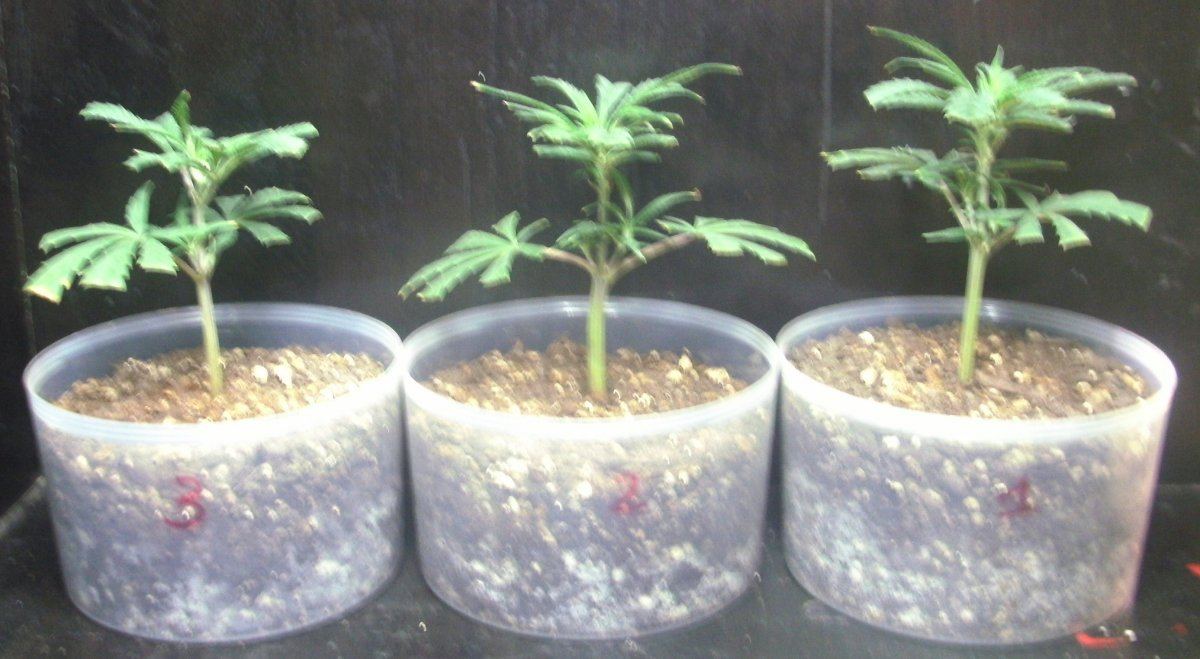 Super lemon haze clones 001