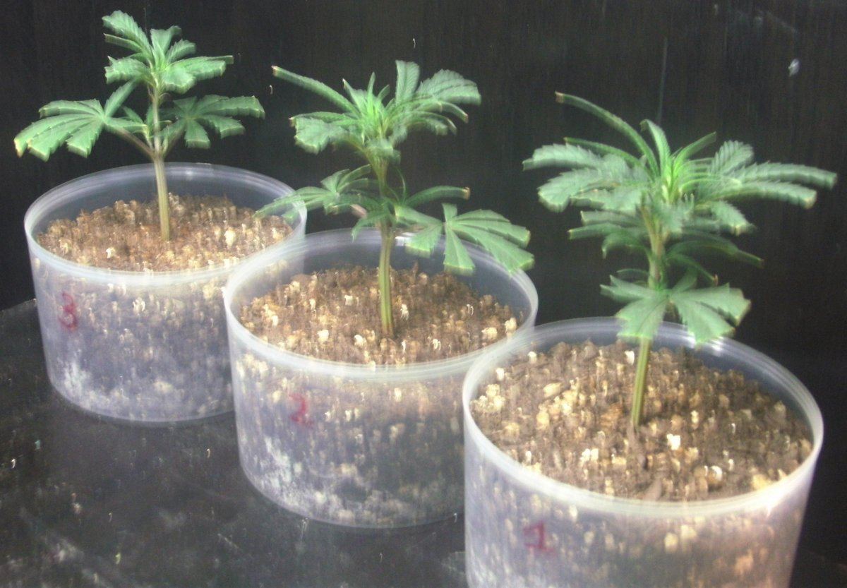 Super lemon haze clones 002