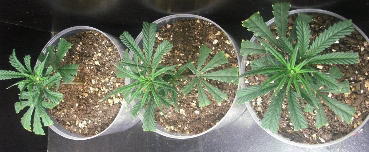 Super lemon haze clones 003