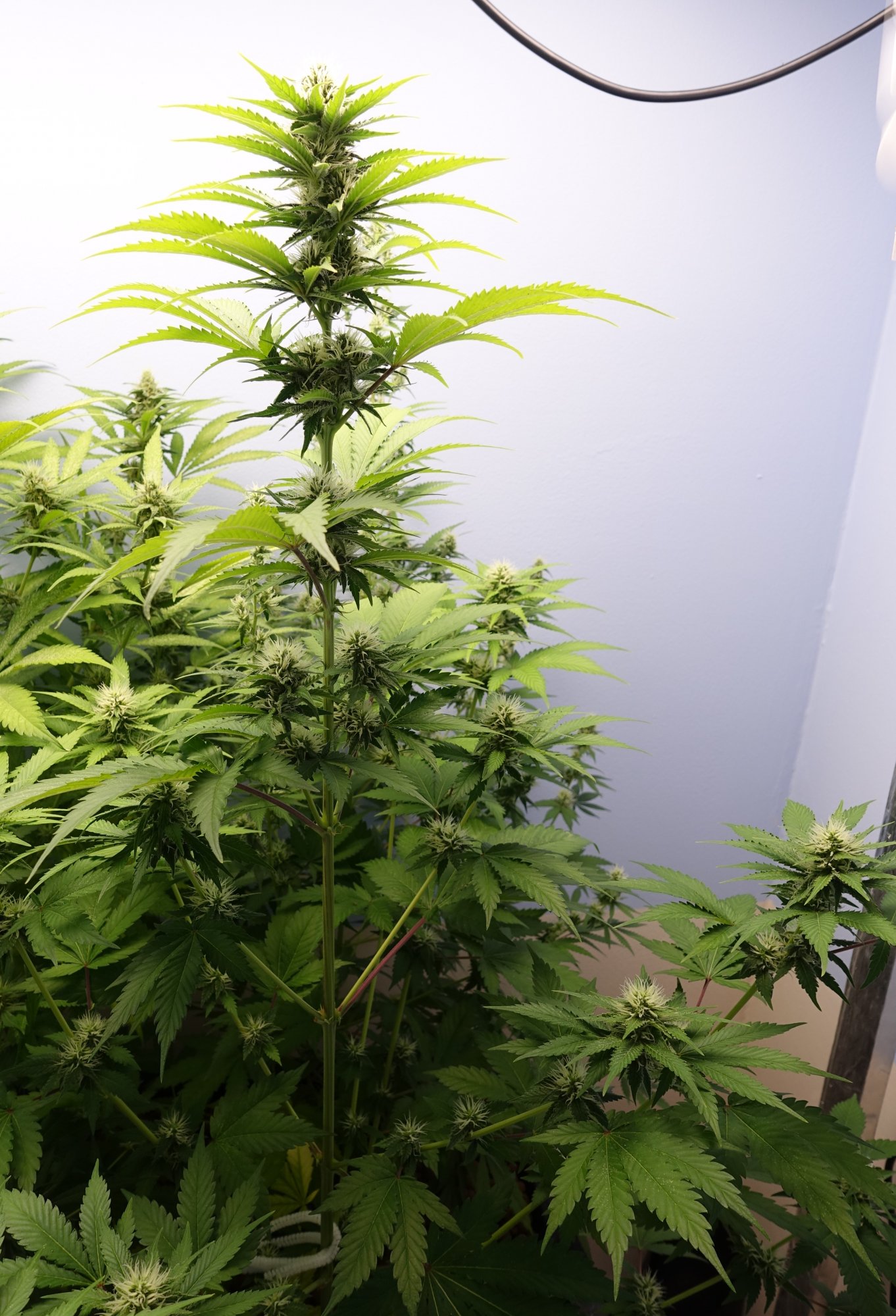 Super Lemon Haze f4a