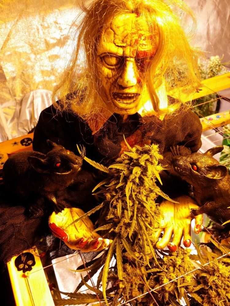 Super lemon haze Halloween 013