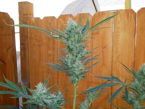 Super lemon haze