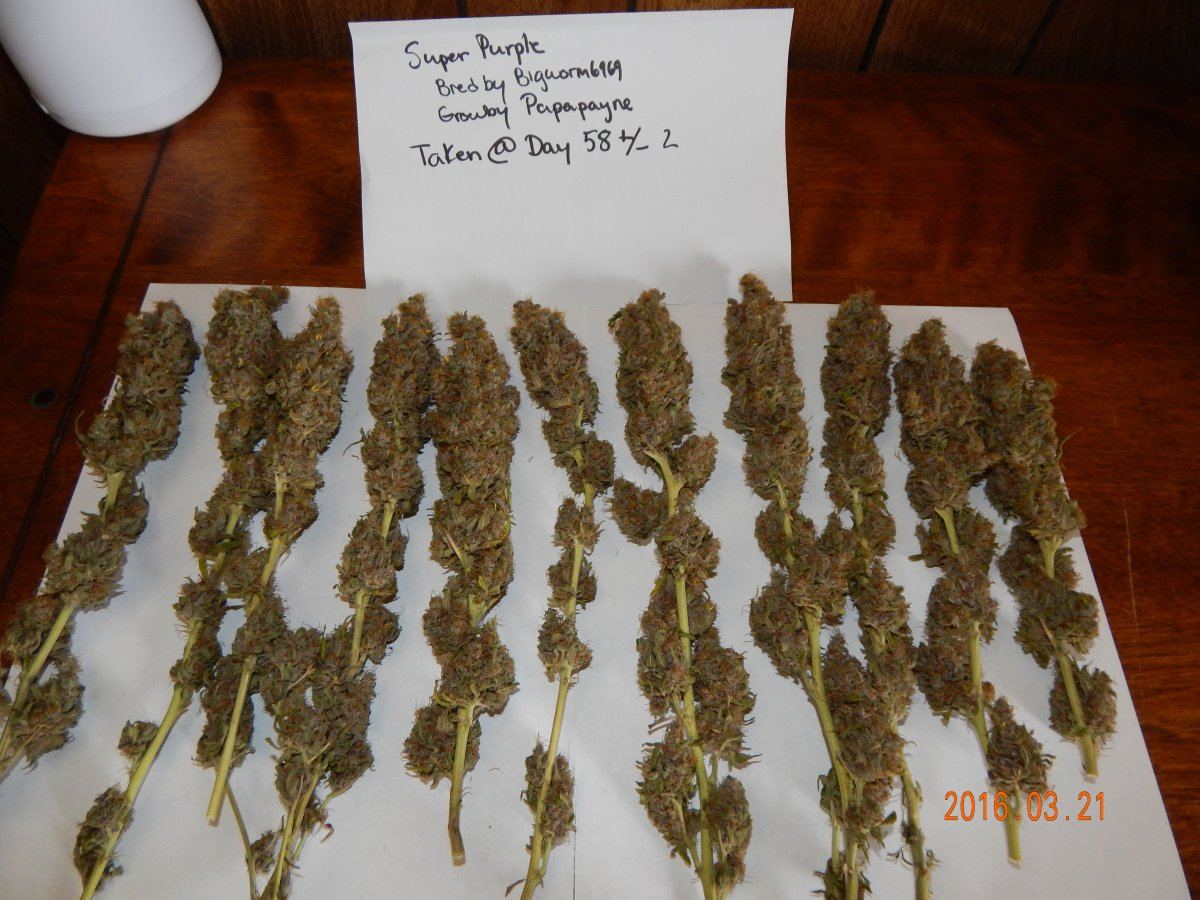 Super purple 2 002