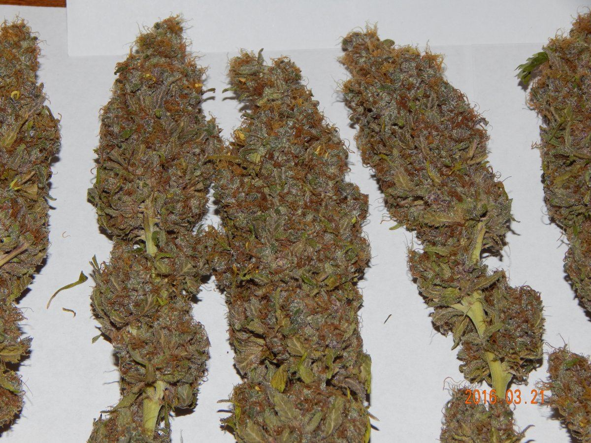 Super purple 2 003