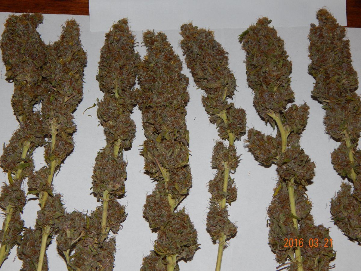 Super purple 2 004