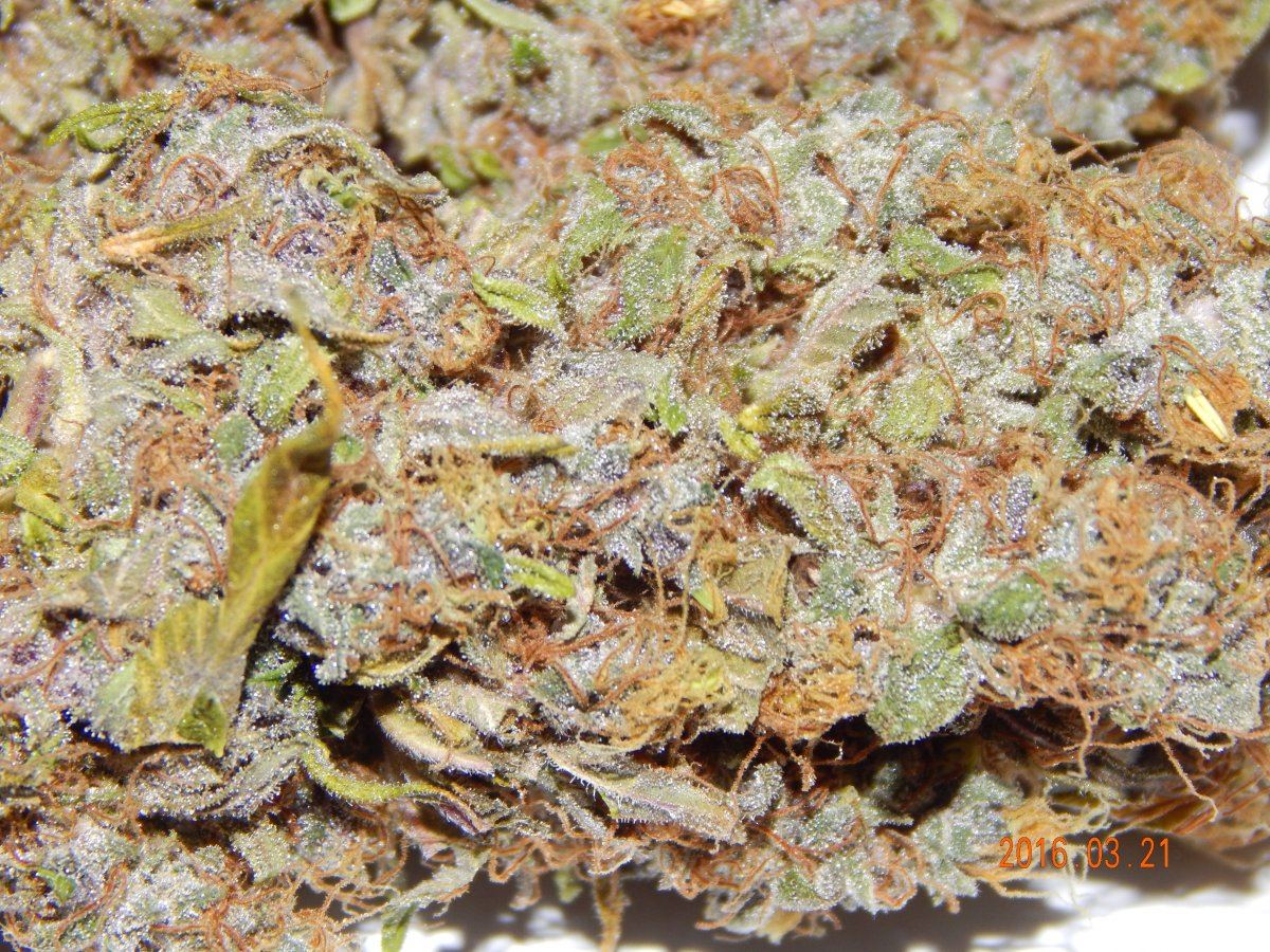 Super purple 2 005