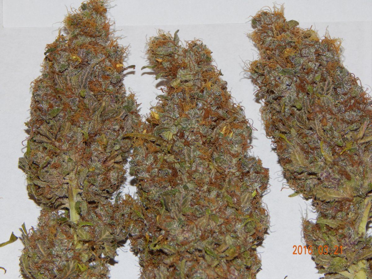 Super purple 2 006