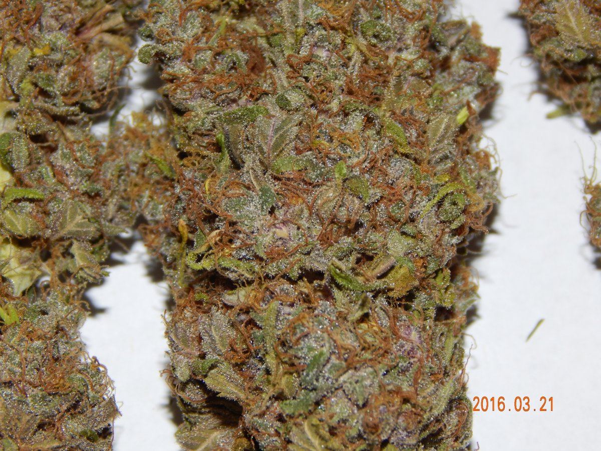 Super purple 2 007