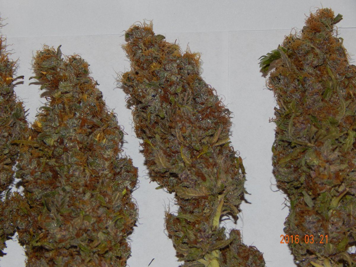 Super purple 2 008