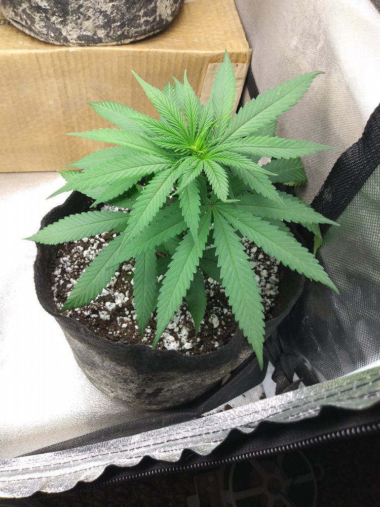 Super sativa leaves pp1