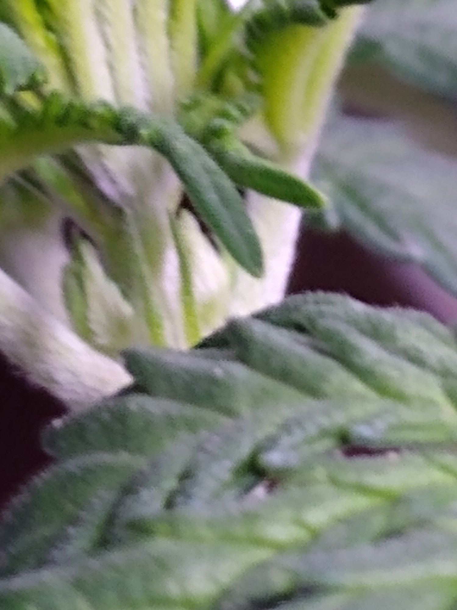 Super silver haze f2 4