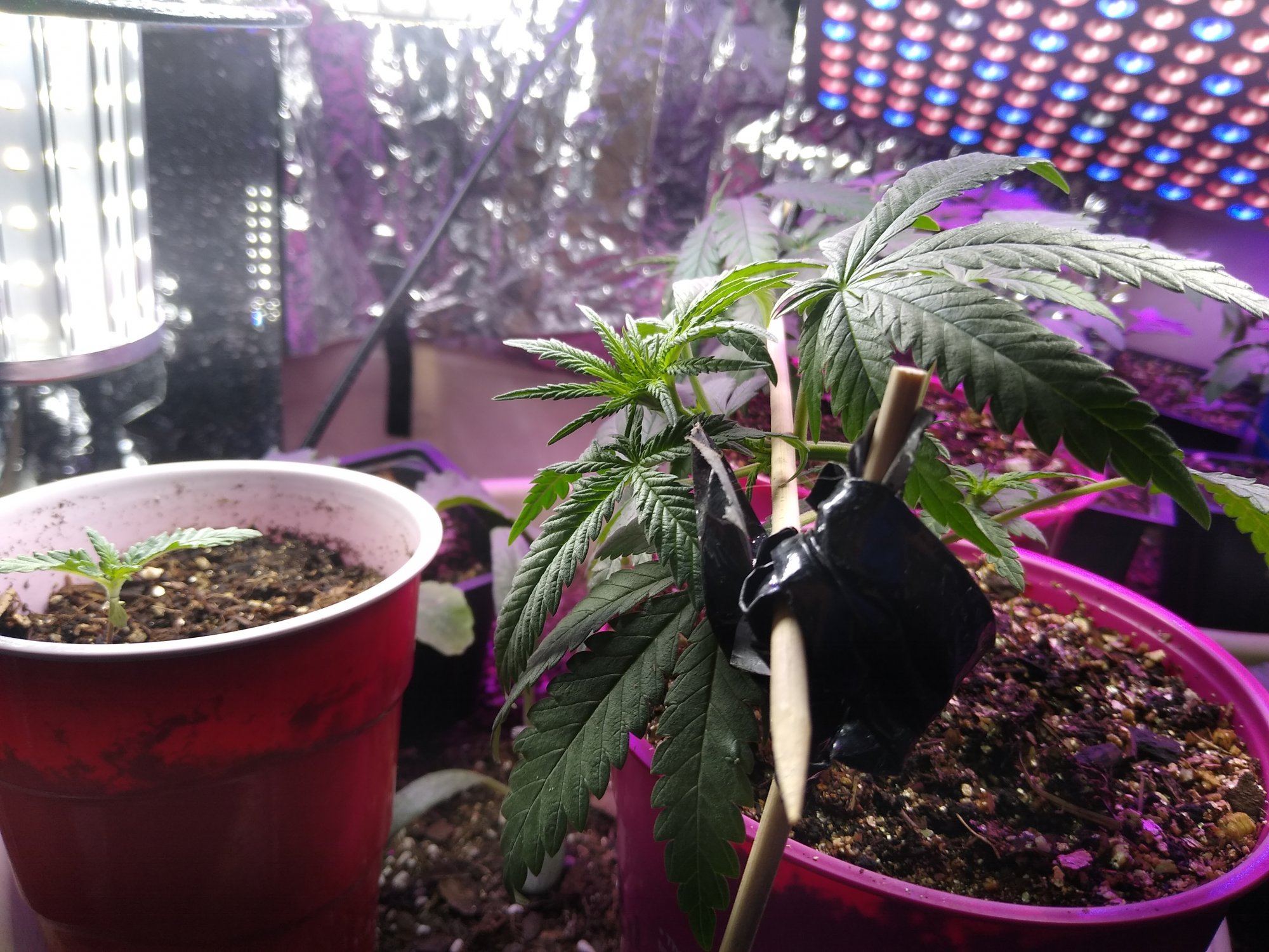 Super silver haze f2 5