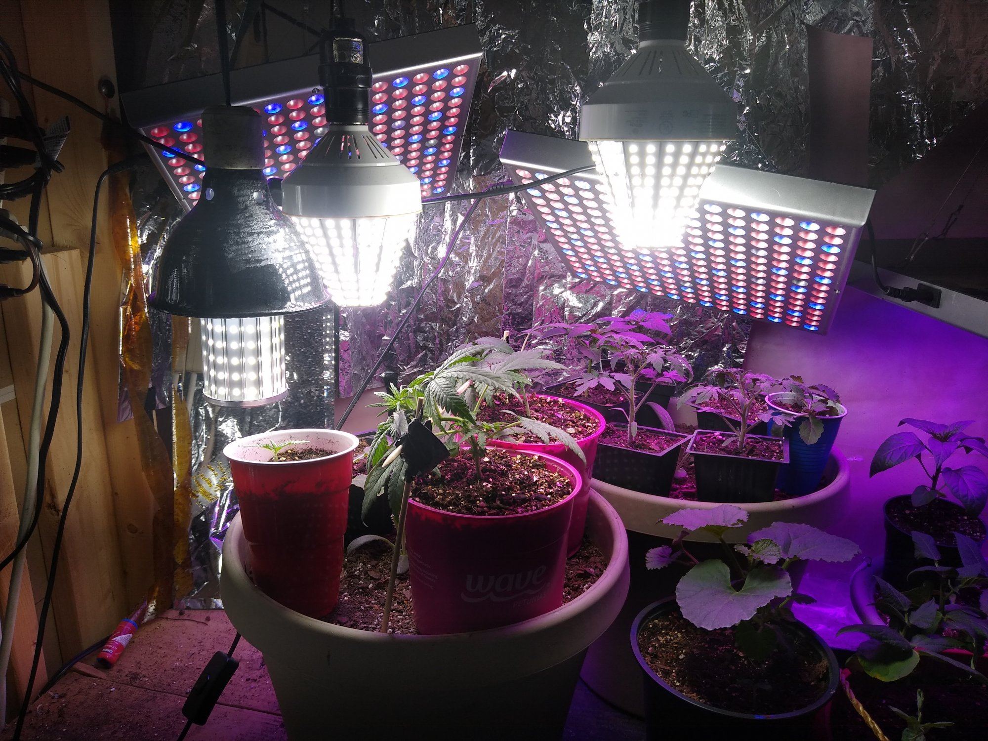Super silver haze f2