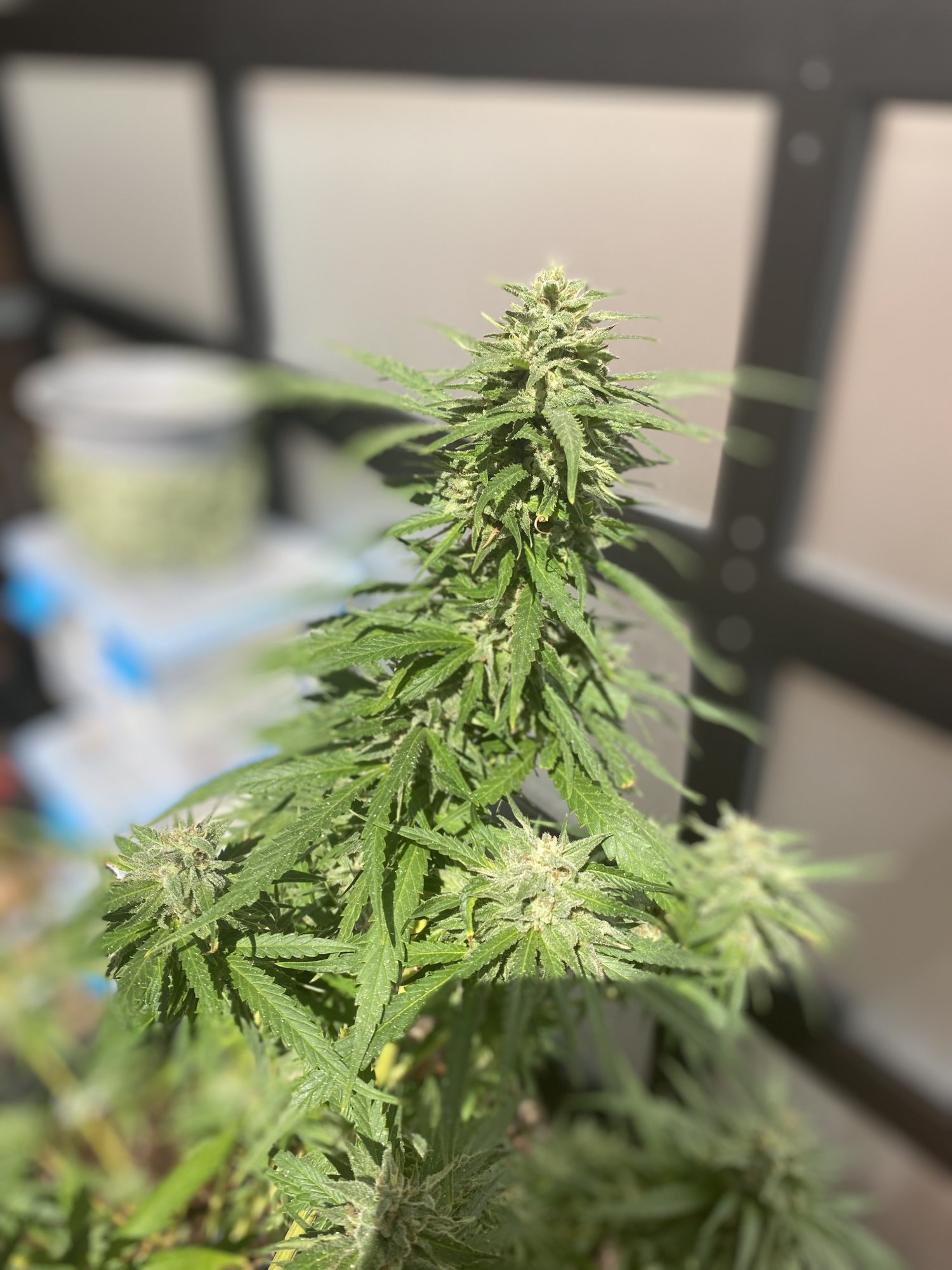 Super silver haze looking close to harvest 6