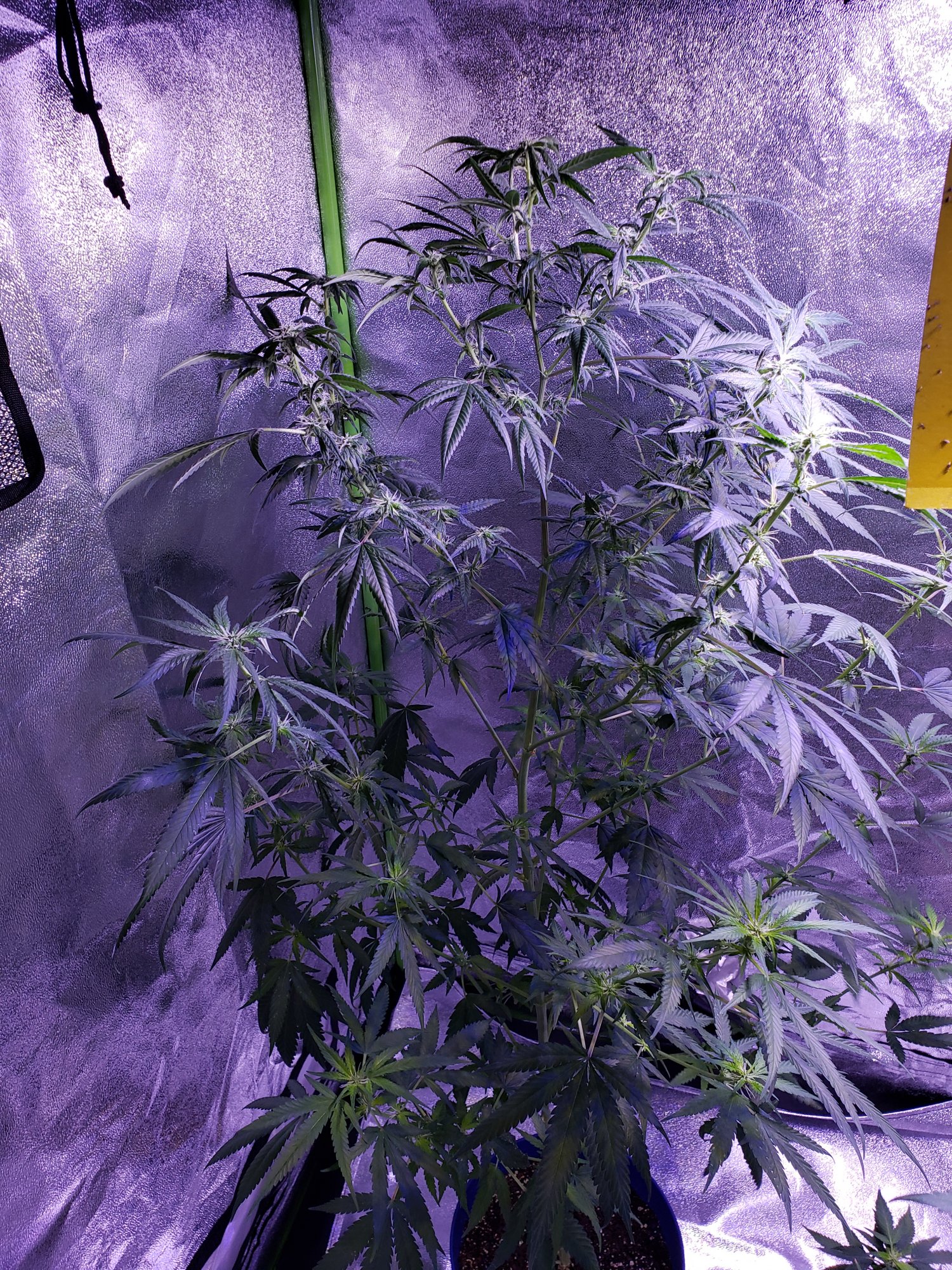 Super silver haze wilting clawing under any guesses about problem
