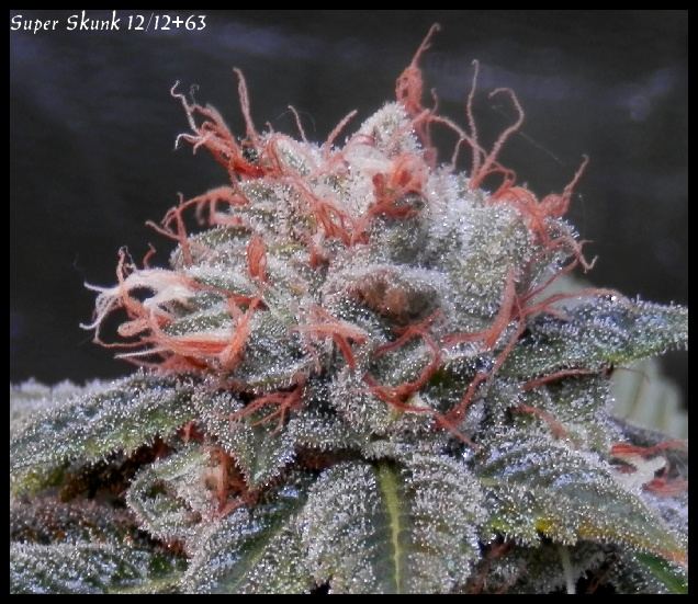 Super Skunk1 63 days   1