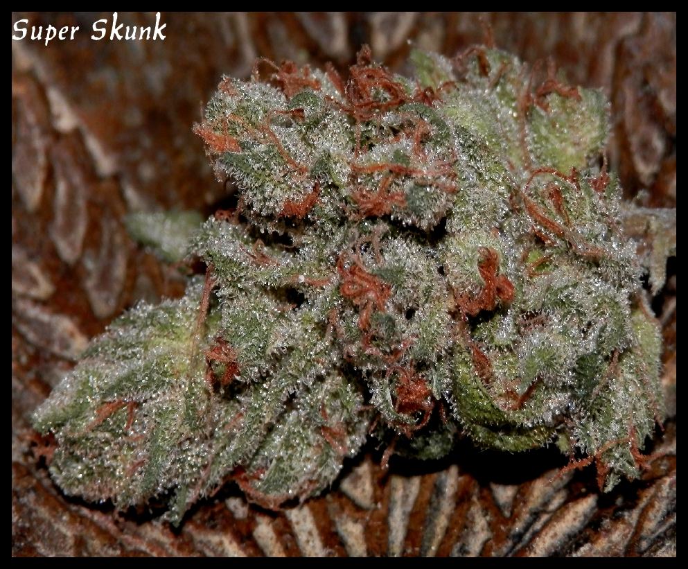 Super Skunk 2