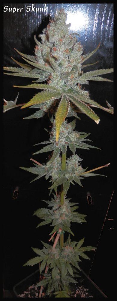 Super skunk   70   1