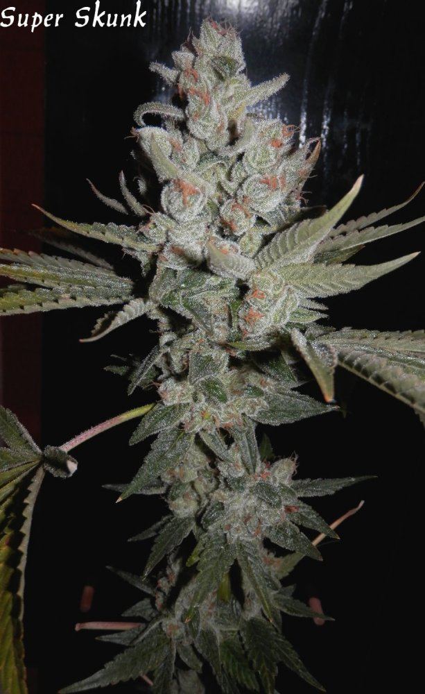 Super skunk   70   2