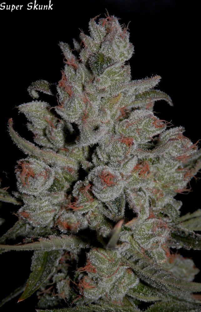 Super skunk   70   3