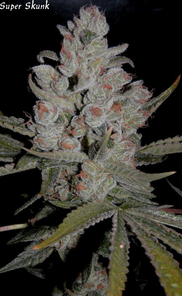 Super skunk   70   4