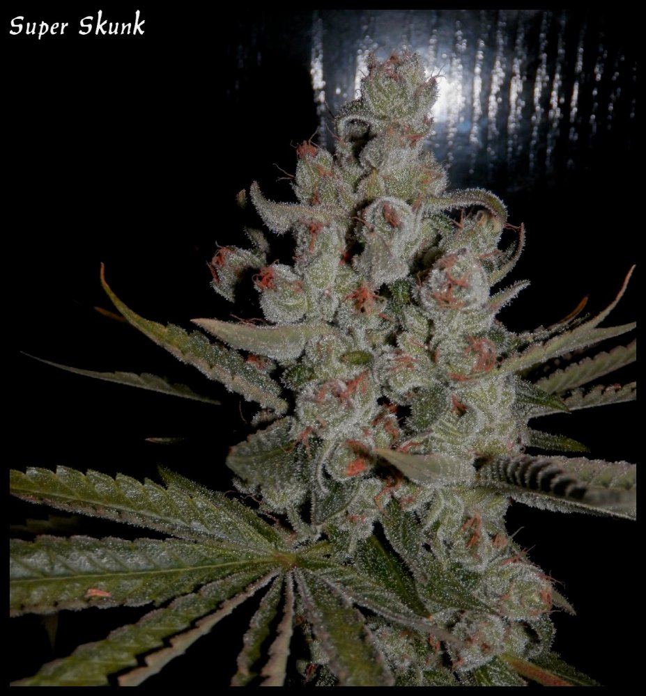 Super skunk   70   5