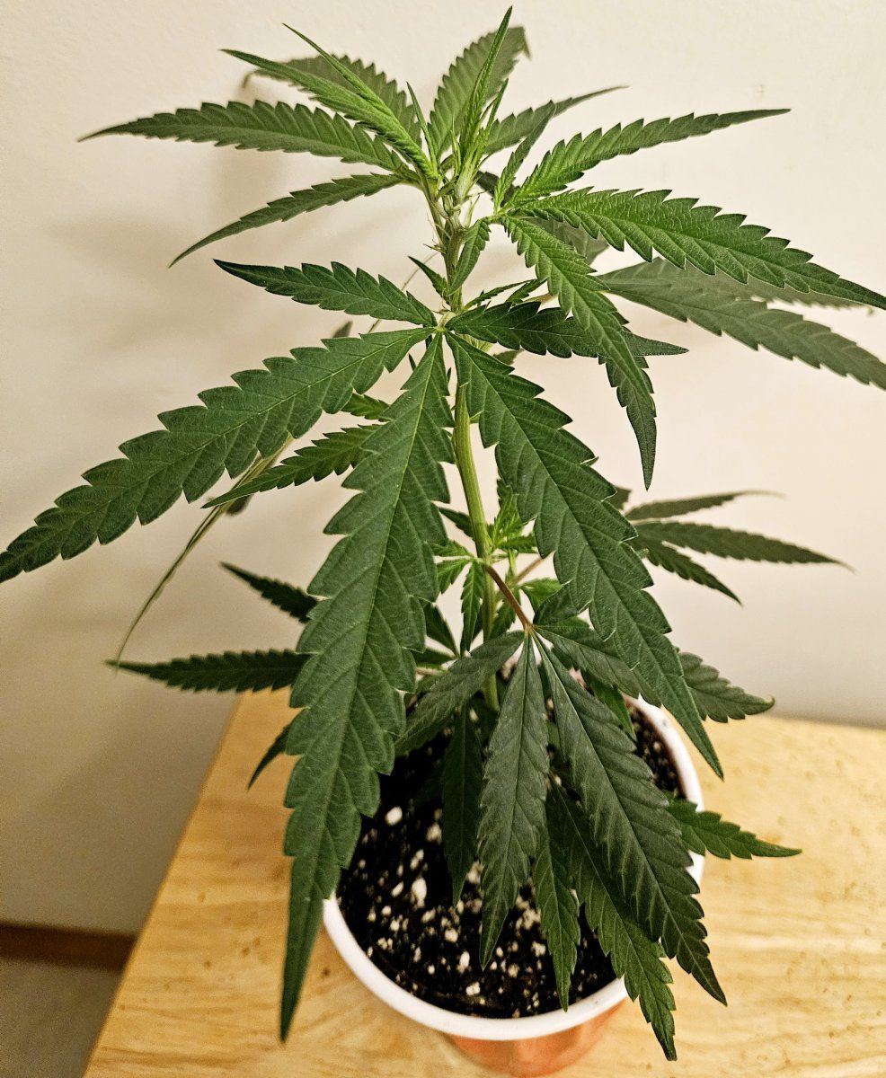 Super Skunk