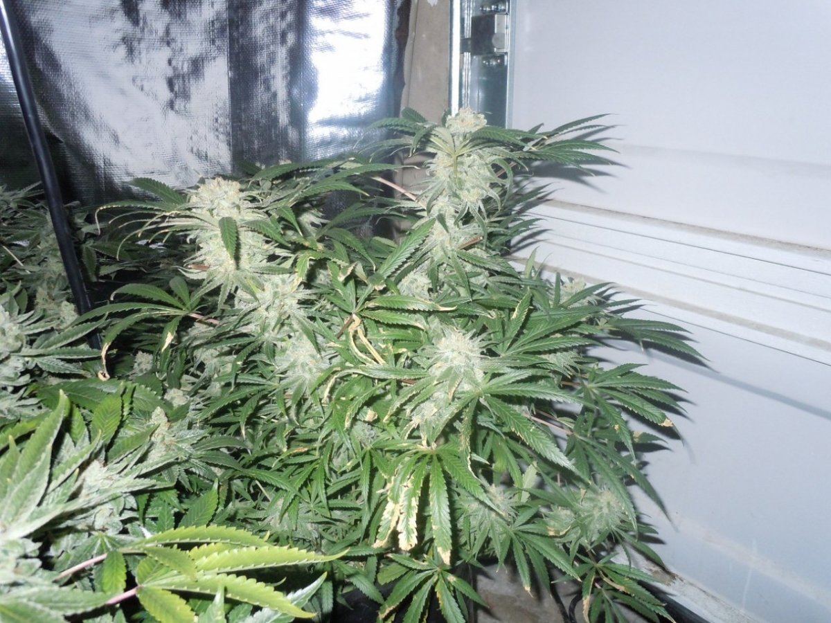 Super skunk