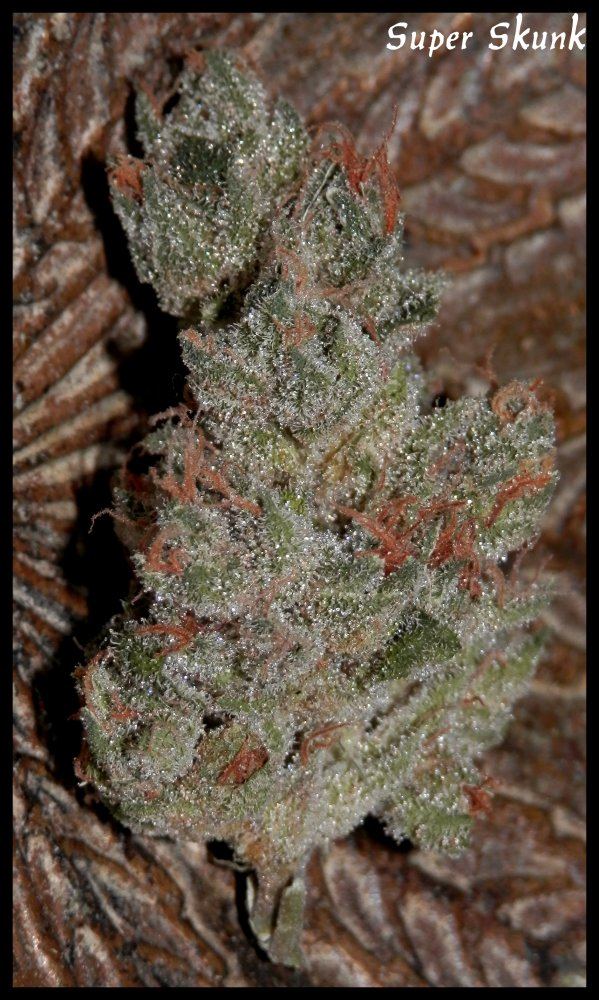 Super Skunk