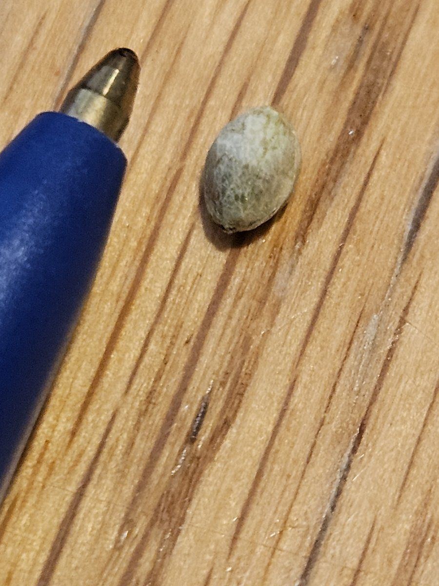 Super Skunk x Roadkill seed