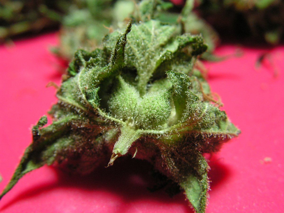 SUPER URKLE 5