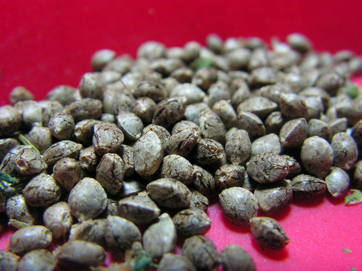 SUPER URKLE F2 SEEDS