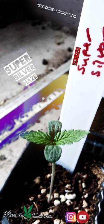 Super silver autopots