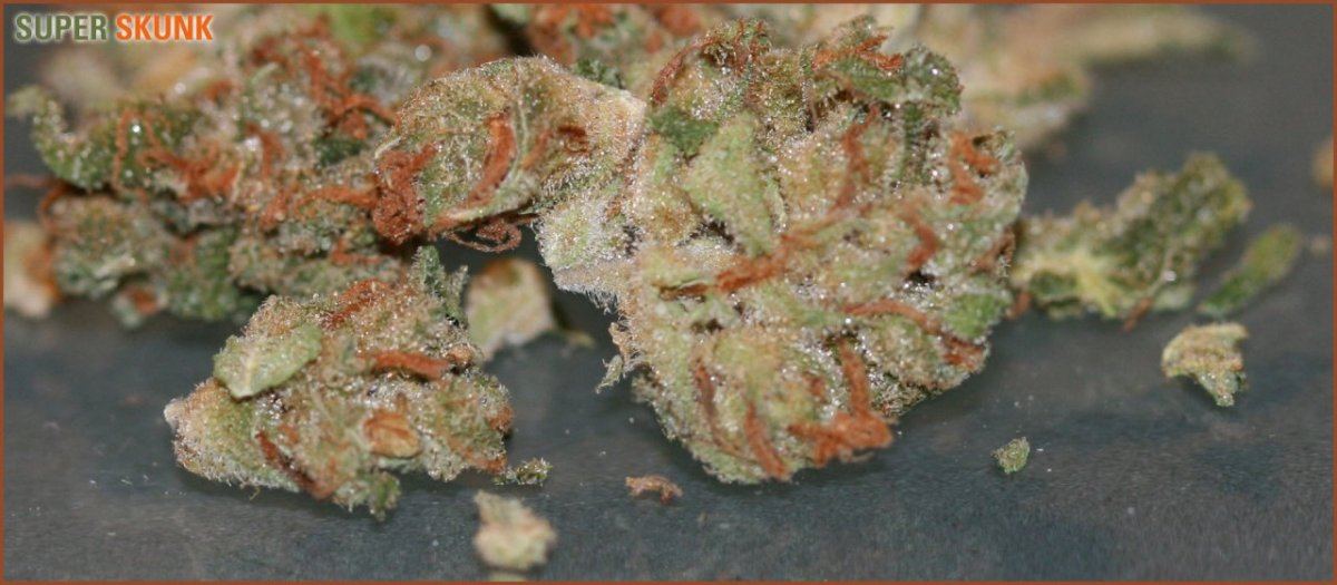 Super skunk