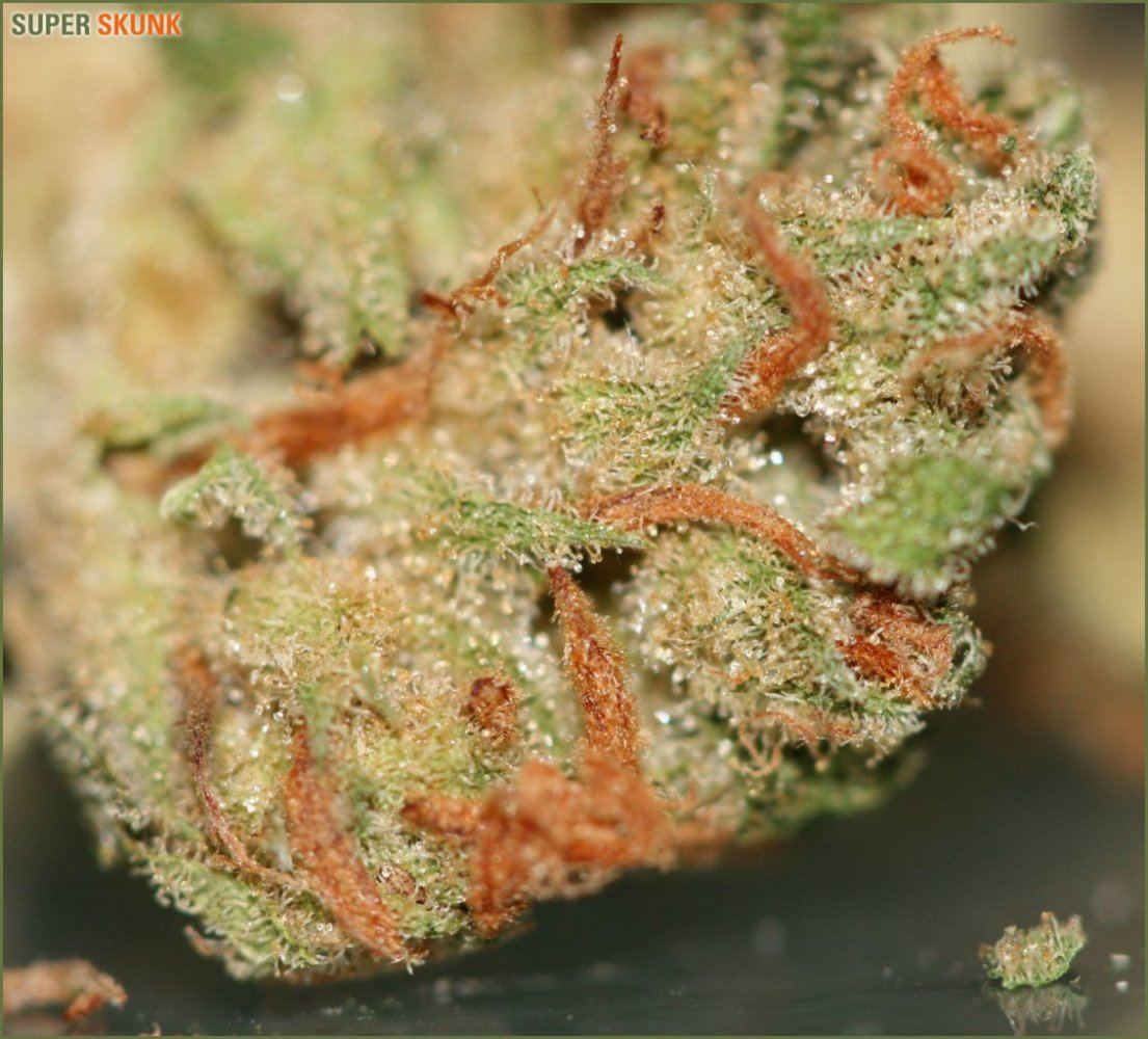 Super skunk macro