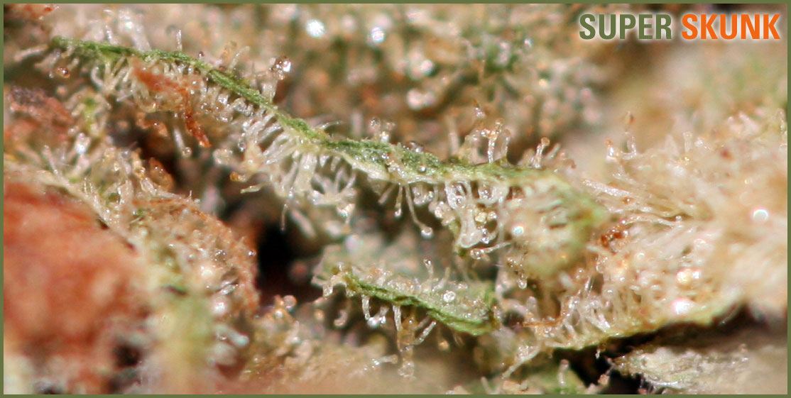 Super skunk macro2