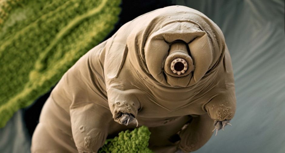 SuperBug1