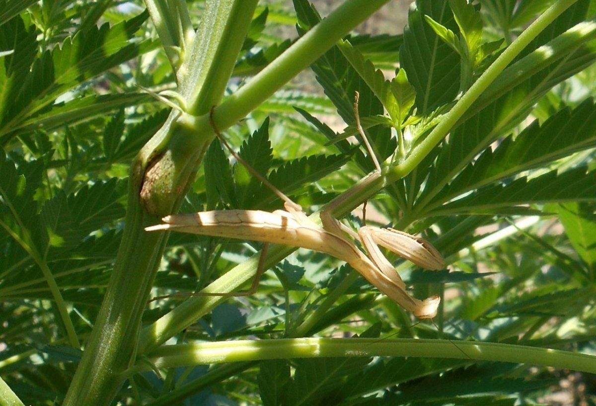 Supercropandmantis