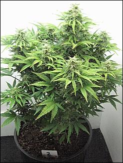 Superfreak 2 day 50