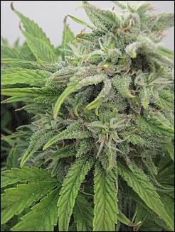 Superfreak Day 50