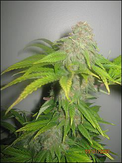 Superfreak F1 b