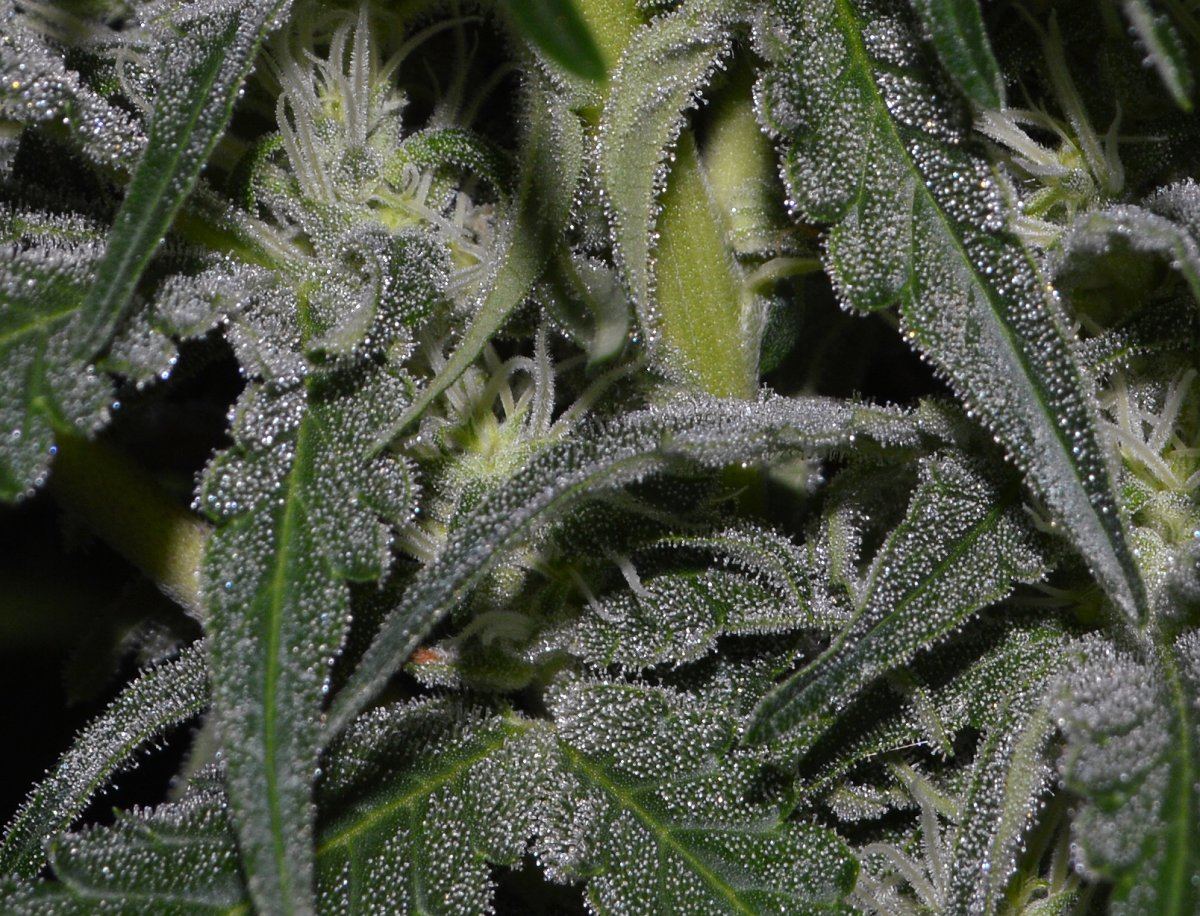 Superfrost
