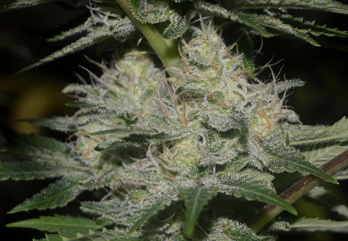 Superfrost