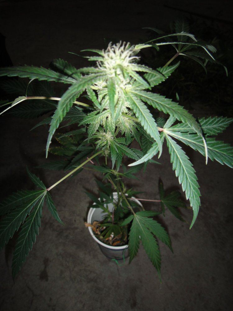 Supergrow