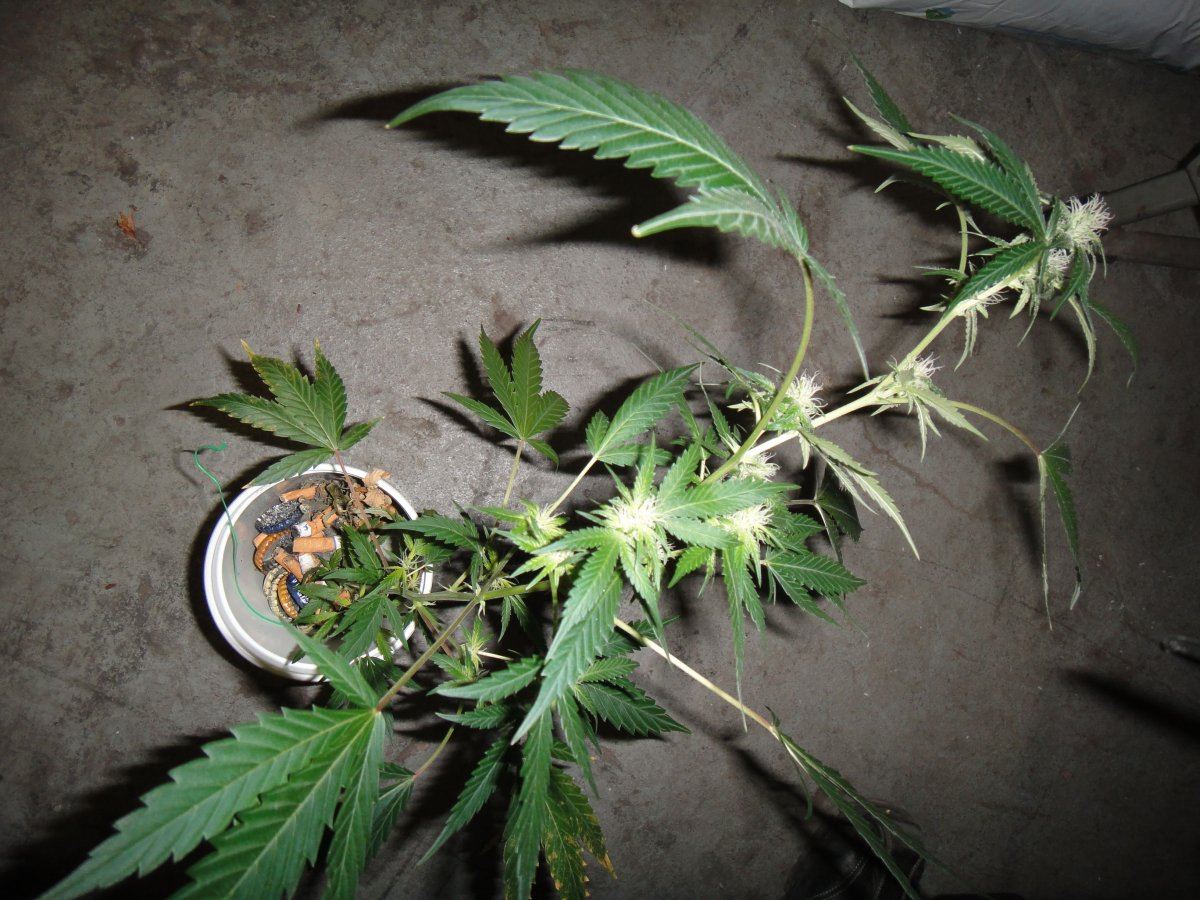 Supergrow1