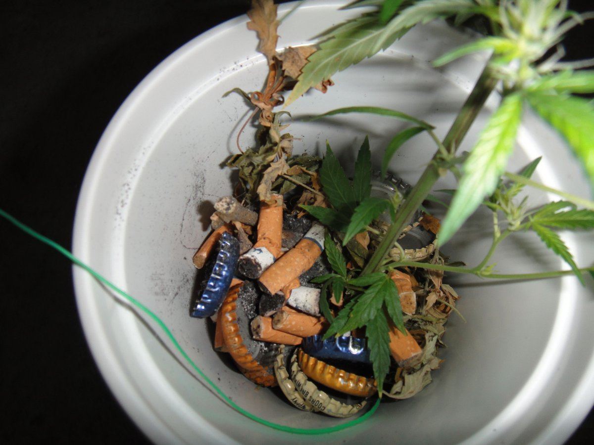Supergrow2